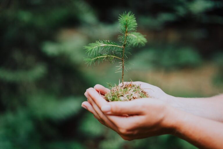 Female hand holding sprout wilde pine tree in nature green forest. Earth Day save environment
